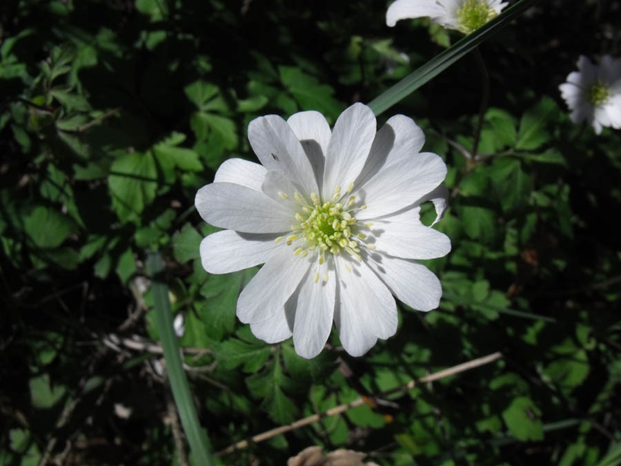 Anemone apennina